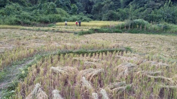 helping farmers cut rice